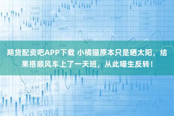 期货配资吧APP下载 小橘猫原本只是晒太阳,结果搭顺风车上了一天班,从此喵生反转!