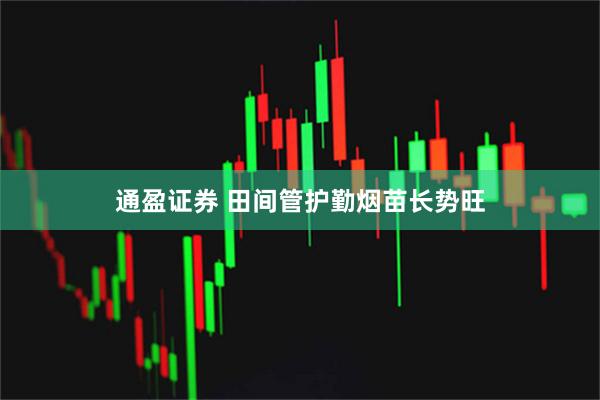 通盈证券 田间管护勤烟苗长势旺